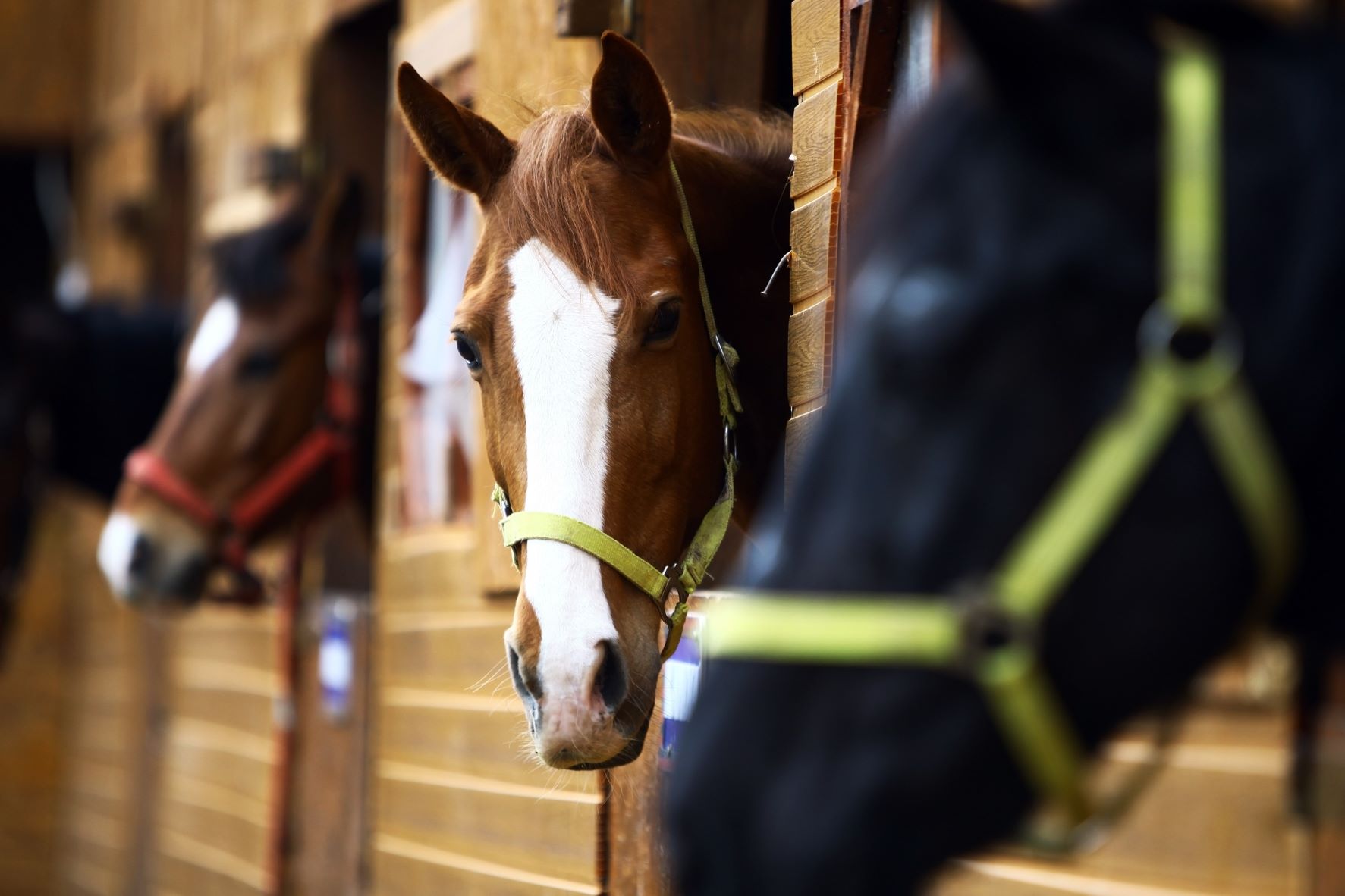 Horses on Airplanes 9 Ways to Upgrade Their Safety and Comfort
